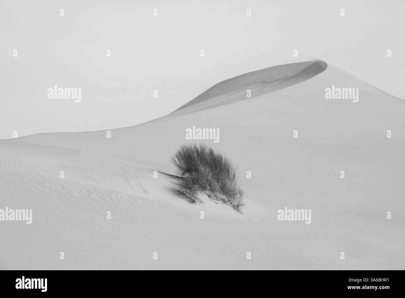 Duna di sabbia color oro con un cespuglio in Arabia Saudita Foto Stock