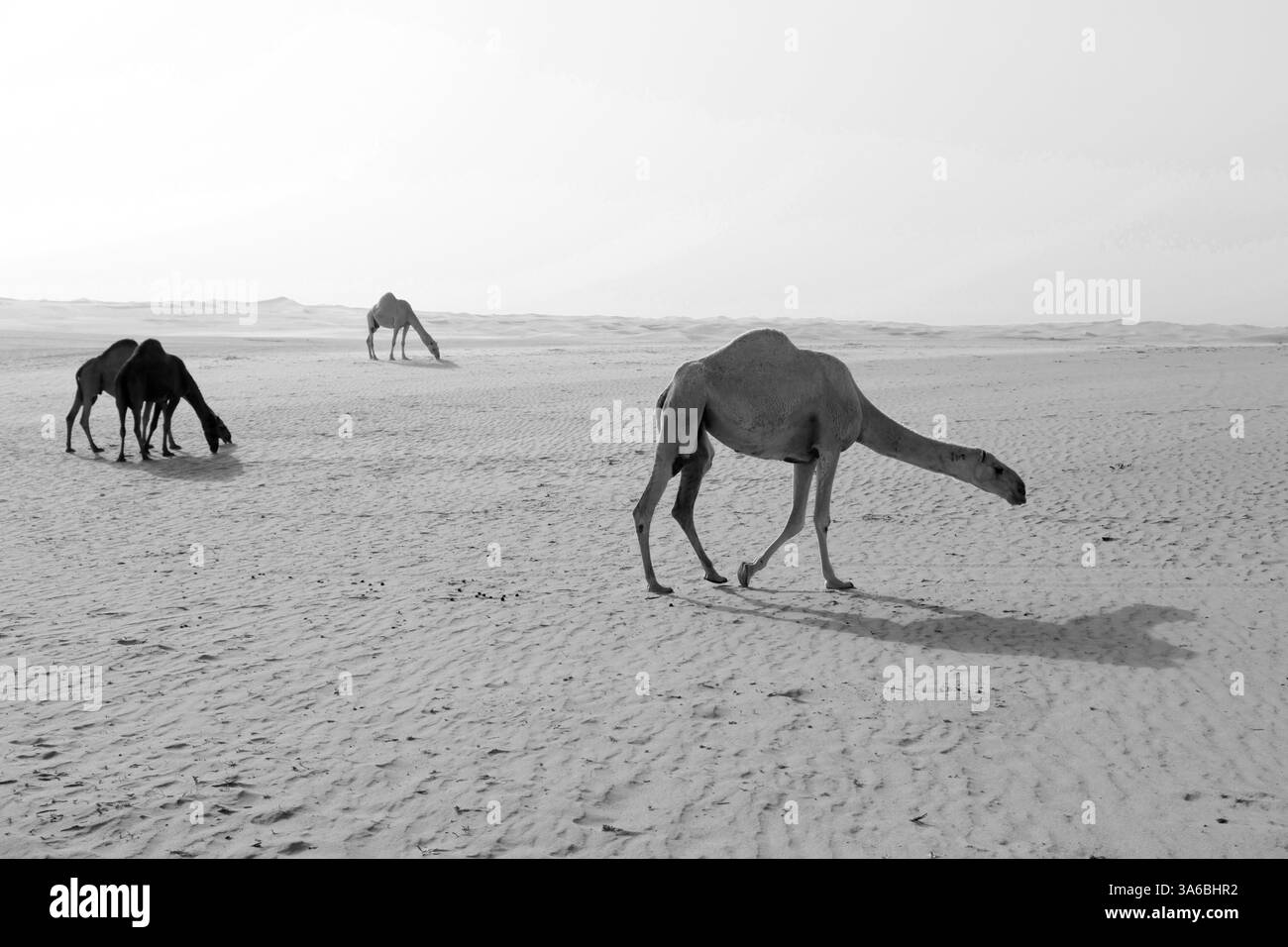 Tre cammelli sono alla ricerca di cibo nel deserto dell'Arabia Saudita Foto Stock