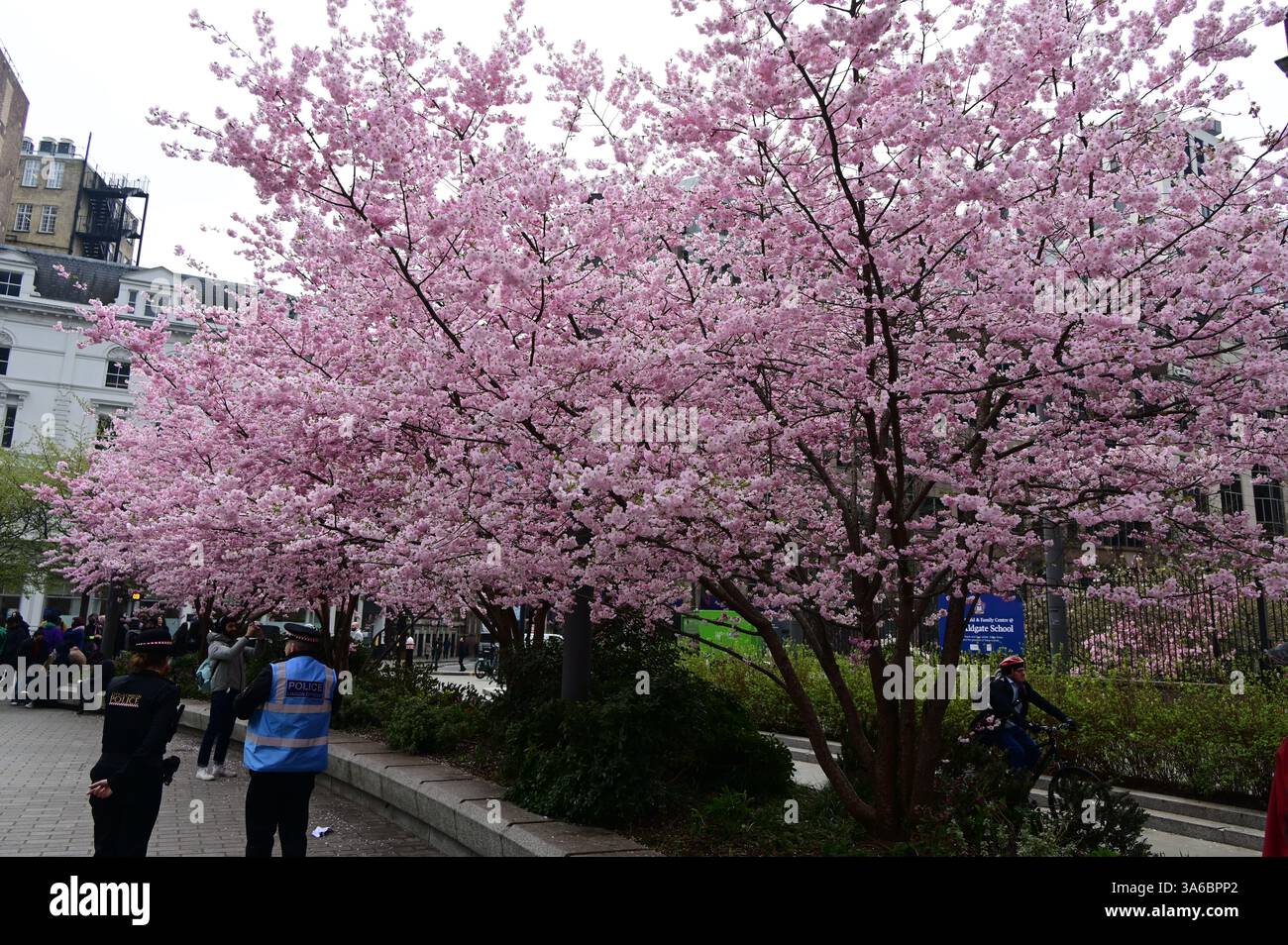 LONDRA, REGNO UNITO. 25 marzo 2025. La stagione primaverile sta arrivando. Gli alberi di ciliegio rosa in fiore ad Aldgate Square, Londra, Inghilterra. (Foto di 李世惠/SEE li/Picture Capital) credito: Vedi li/Picture Capital/Alamy Live News Foto Stock