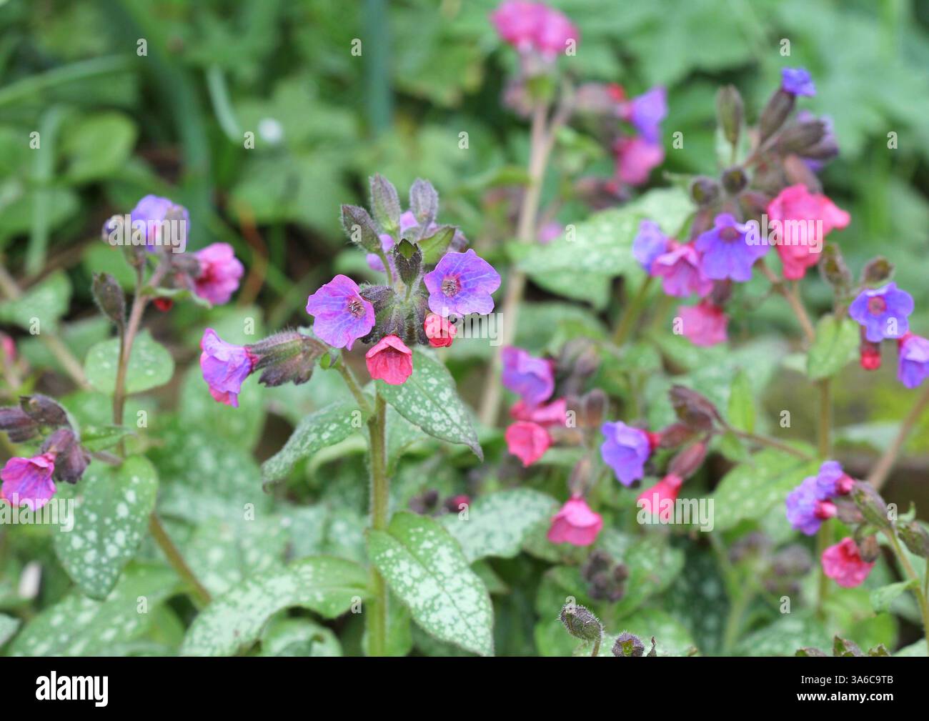 Un primo piano di Pulmonaria, Lungworts, Foto Stock