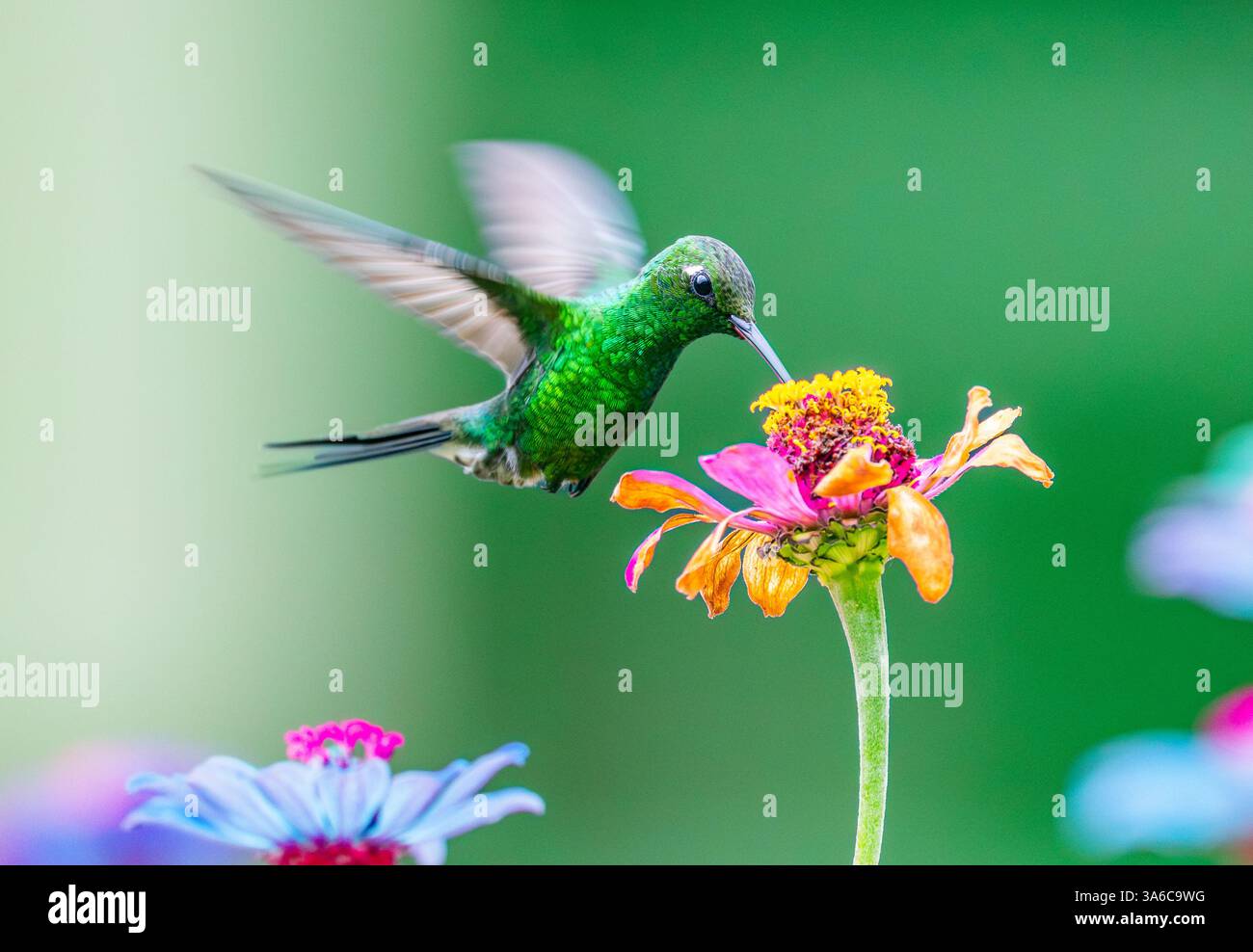 Un colibrì cubano di smeraldo (Riccordia ricordii) che si nutre di un fiore. Cuba. Foto Stock