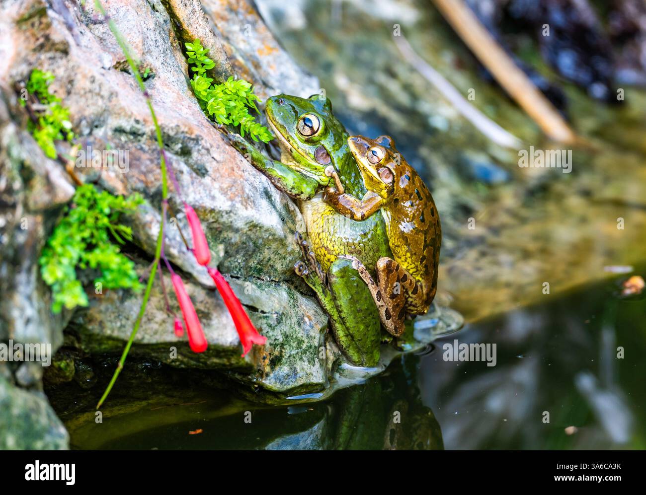 Una coppia di rane cubane (Osteopilus septentrionalis) che si accoppiano su una roccia. Cuba. Foto Stock