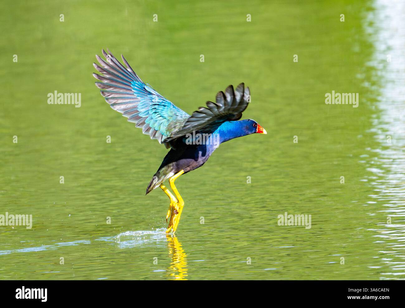 Una colorata Gallinule viola (Porphyrio martinica) sorvola un lago. Cuba. Foto Stock