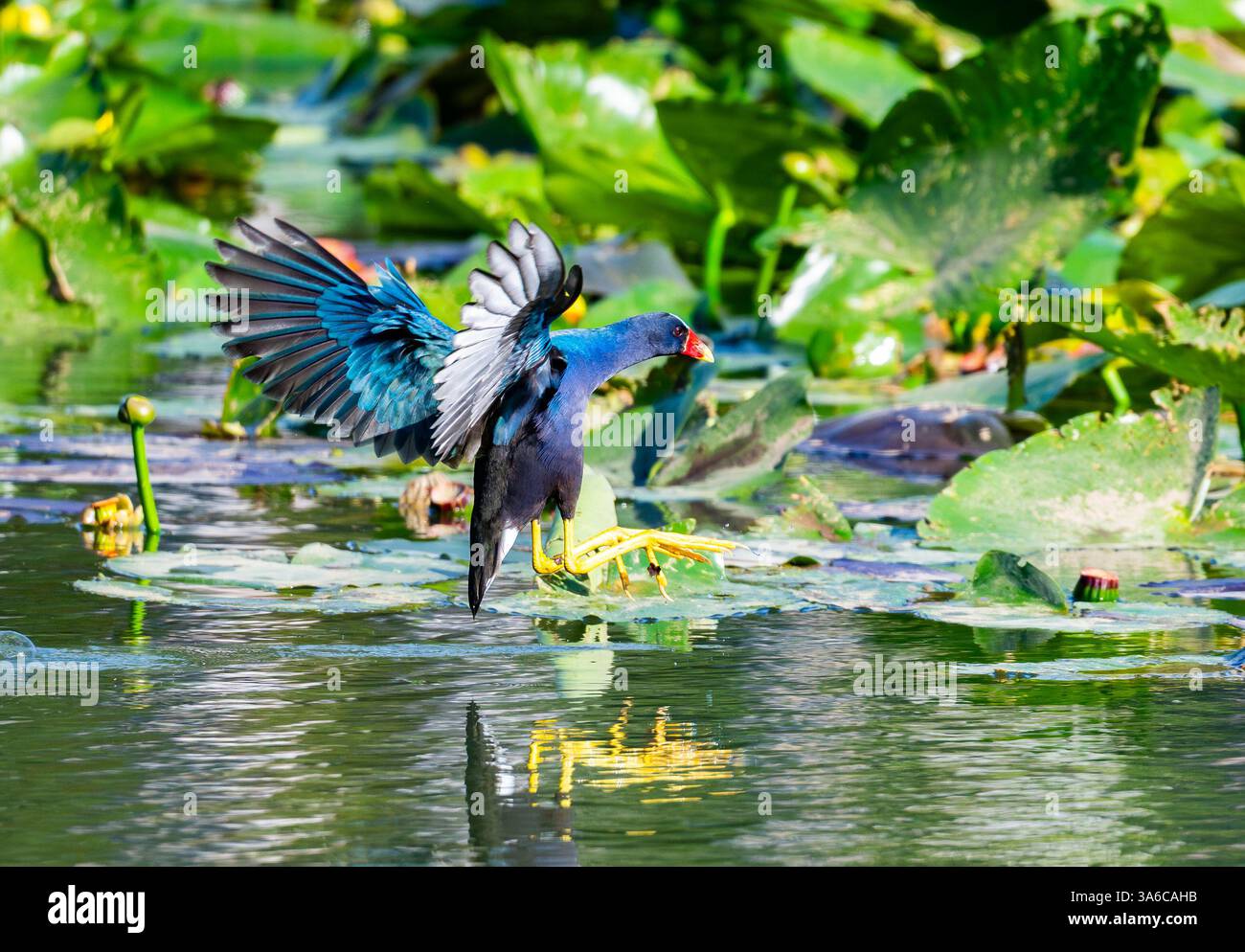 Una colorata Gallinule viola (Porphyrio martinica) sorvola un lago. Cuba. Foto Stock