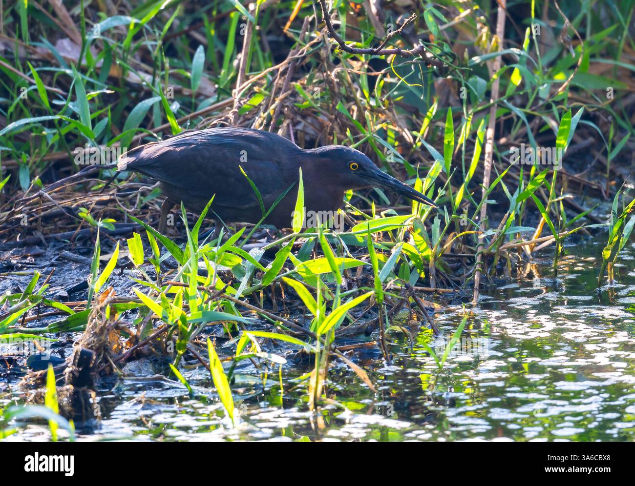 Un morph scuro Green Heron (Butorides virescens) che caccia vicino a uno stagno. Cuba. Foto Stock