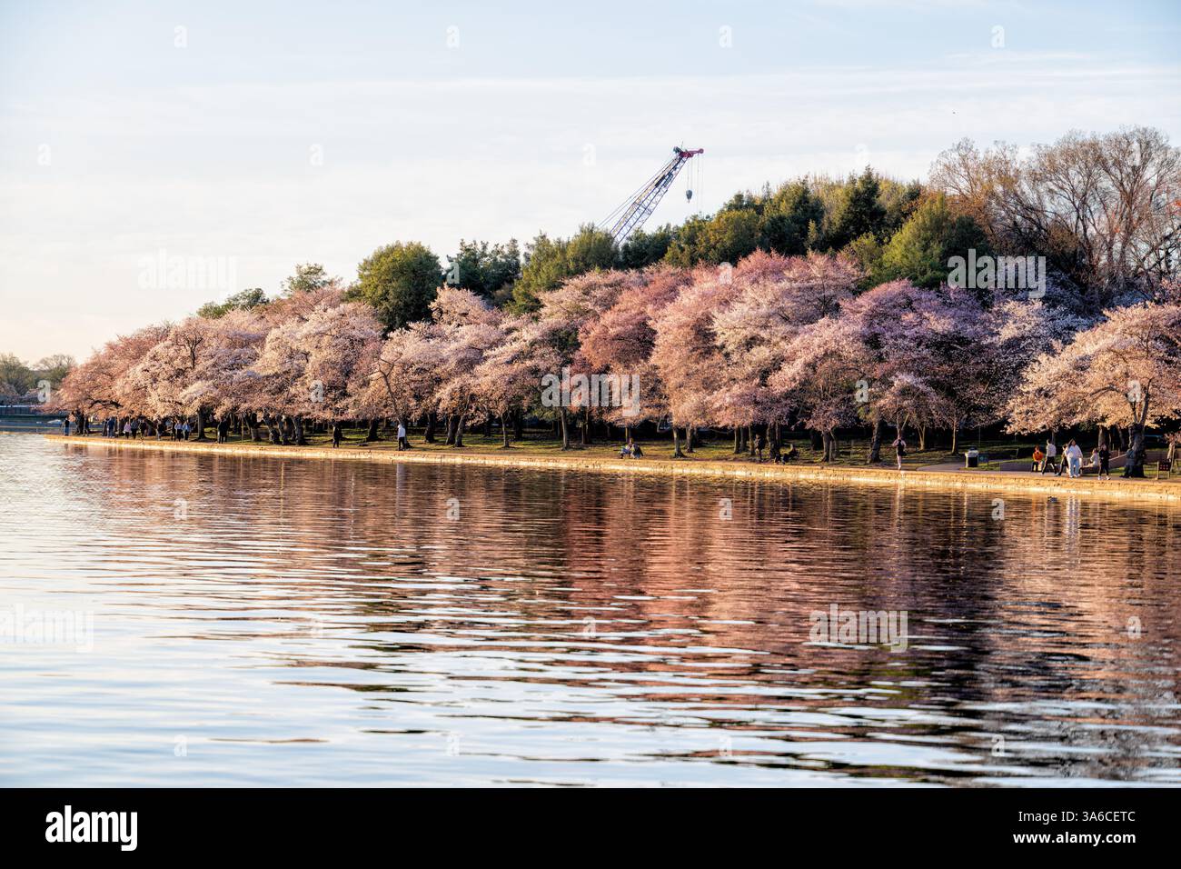WASHINGTON DC - i visitatori apprezzano i fiori di ciliegio in fiore lungo il bacino delle maree. Gli alberi in fiore, un dono del Giappone nel 1912, sono al centro dell'annuale National Cherry Blossom Festival, che si svolge ogni primavera. Foto Stock