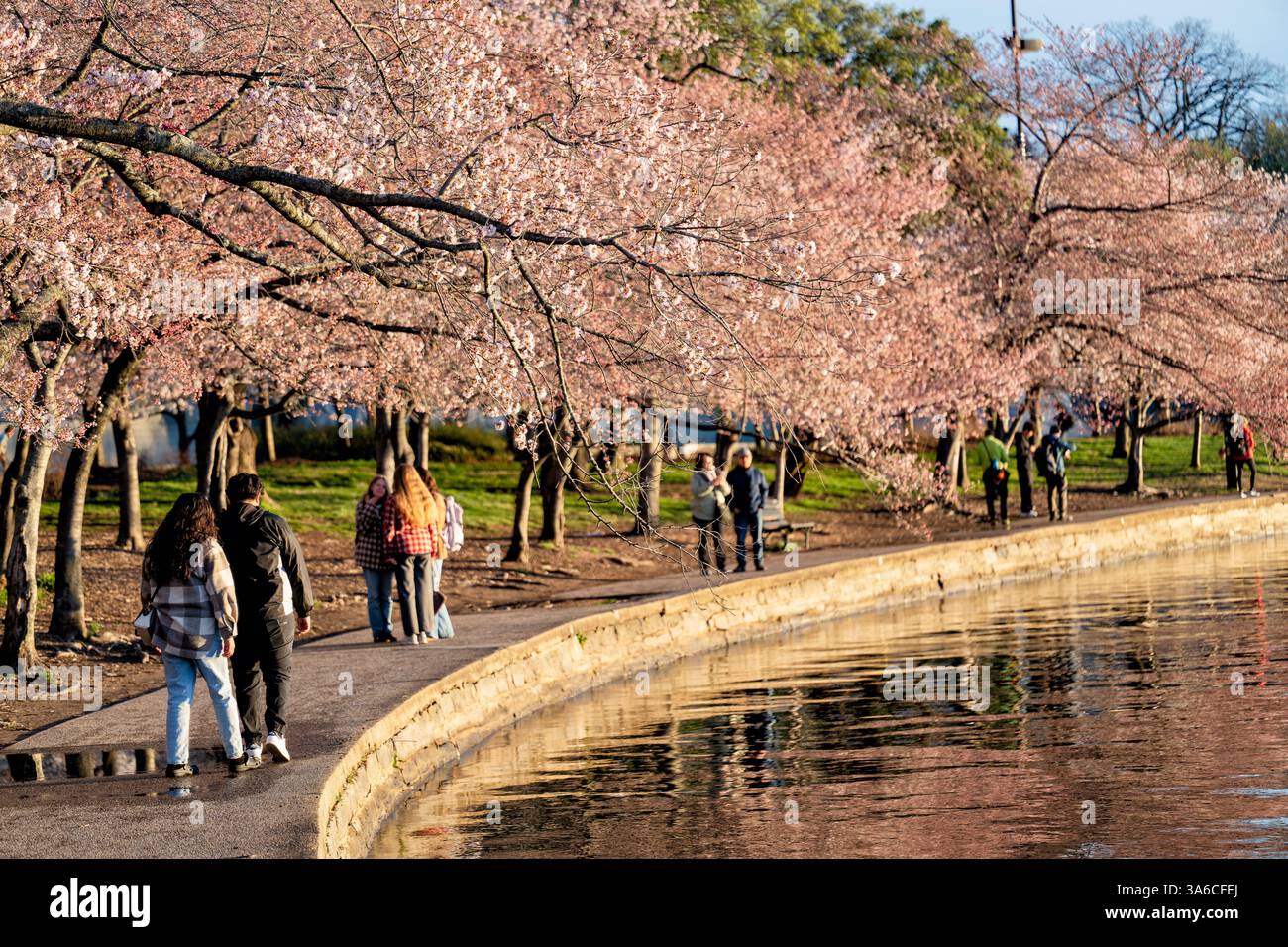WASHINGTON DC - i visitatori camminano lungo il sentiero del bacino delle maree mentre i ciliegi fioriscono in primavera. Gli alberi fioriti, originariamente un regalo dal Giappone nel 1912, sono al centro dell'annuale National Cherry Blossom Festival, che attira grandi folle nella capitale. Foto Stock