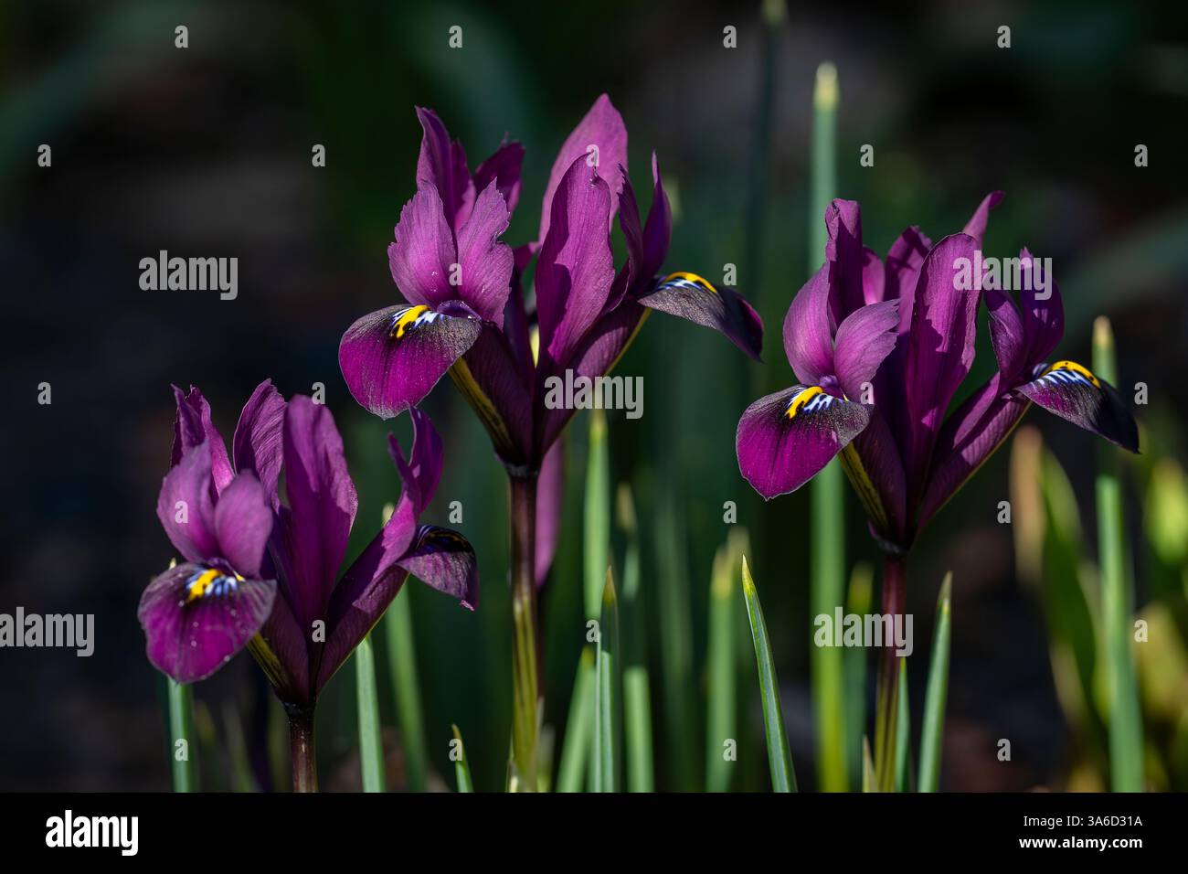 Una fila di fiori di Iris nani, Purple Gem. Fiori di Iris (Iridodictyum reticulatum o Iris reticulata) in giardino. Foto Stock