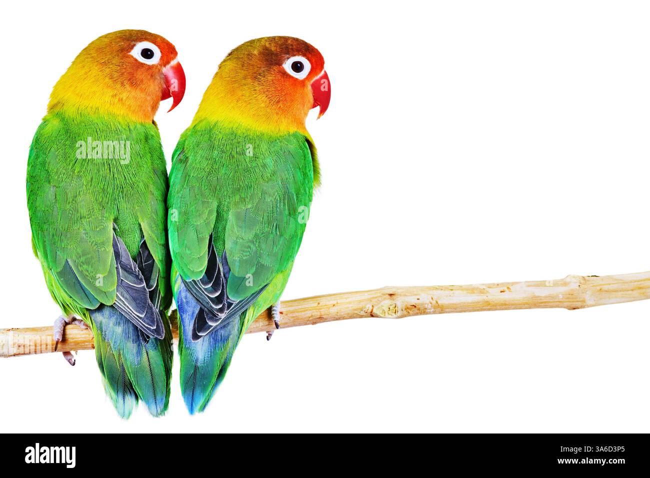 Coppia di innamorati di agapornis fischeri isolato su bianco Foto Stock