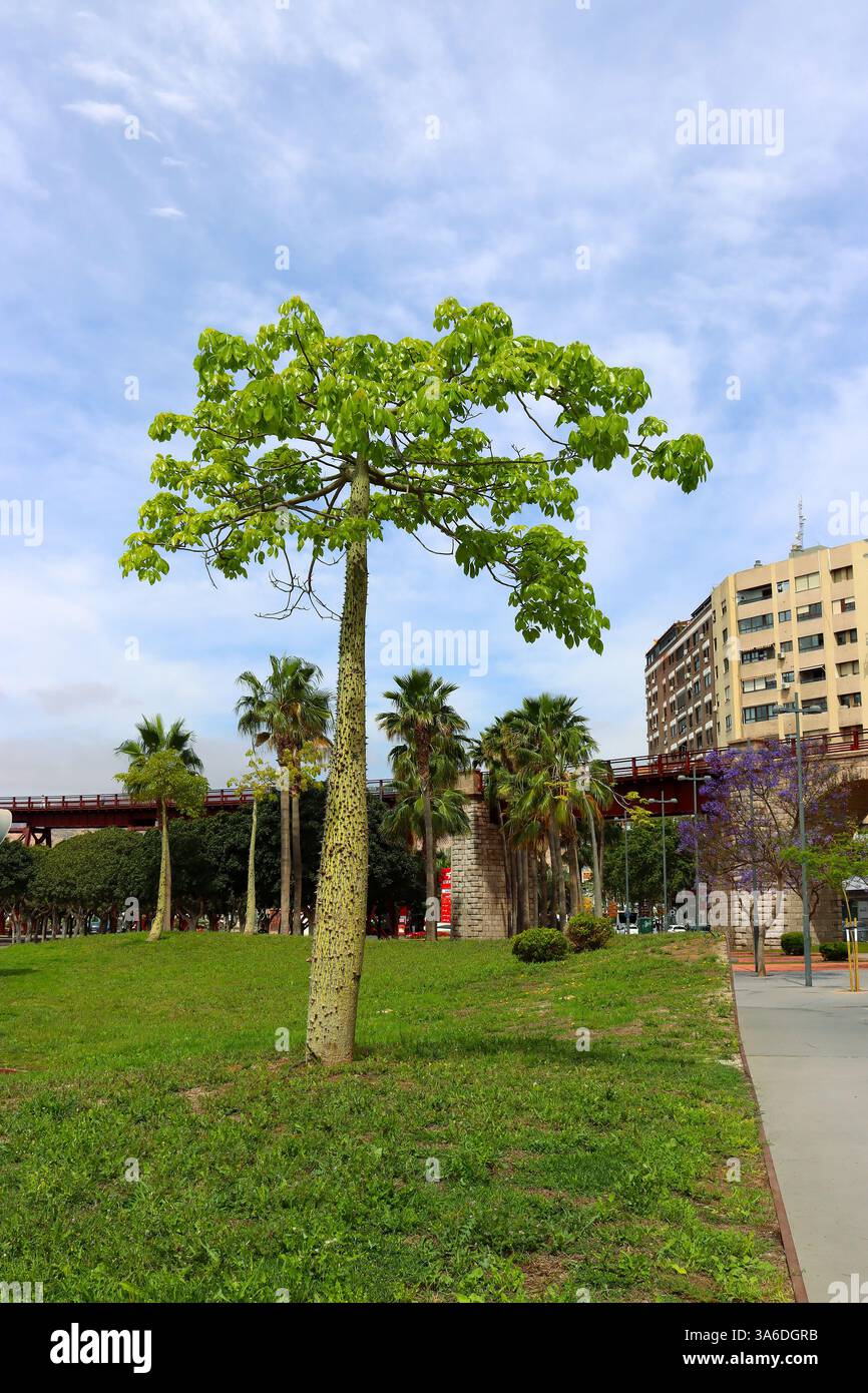 Alberi e spazi verdi nelle città migliorano il microclima e la qualità dell'aria nella città, Almeria, Spagna Foto Stock