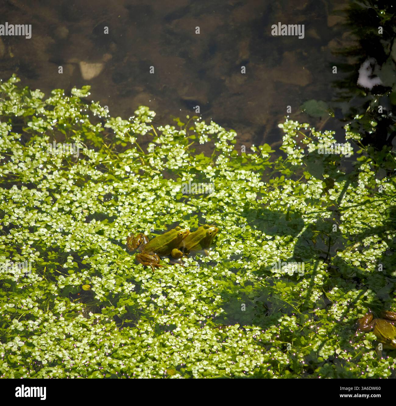 Due rane in riproduzione posano tra vegetazione acquatica e sereni riflessi d'acqua Foto Stock