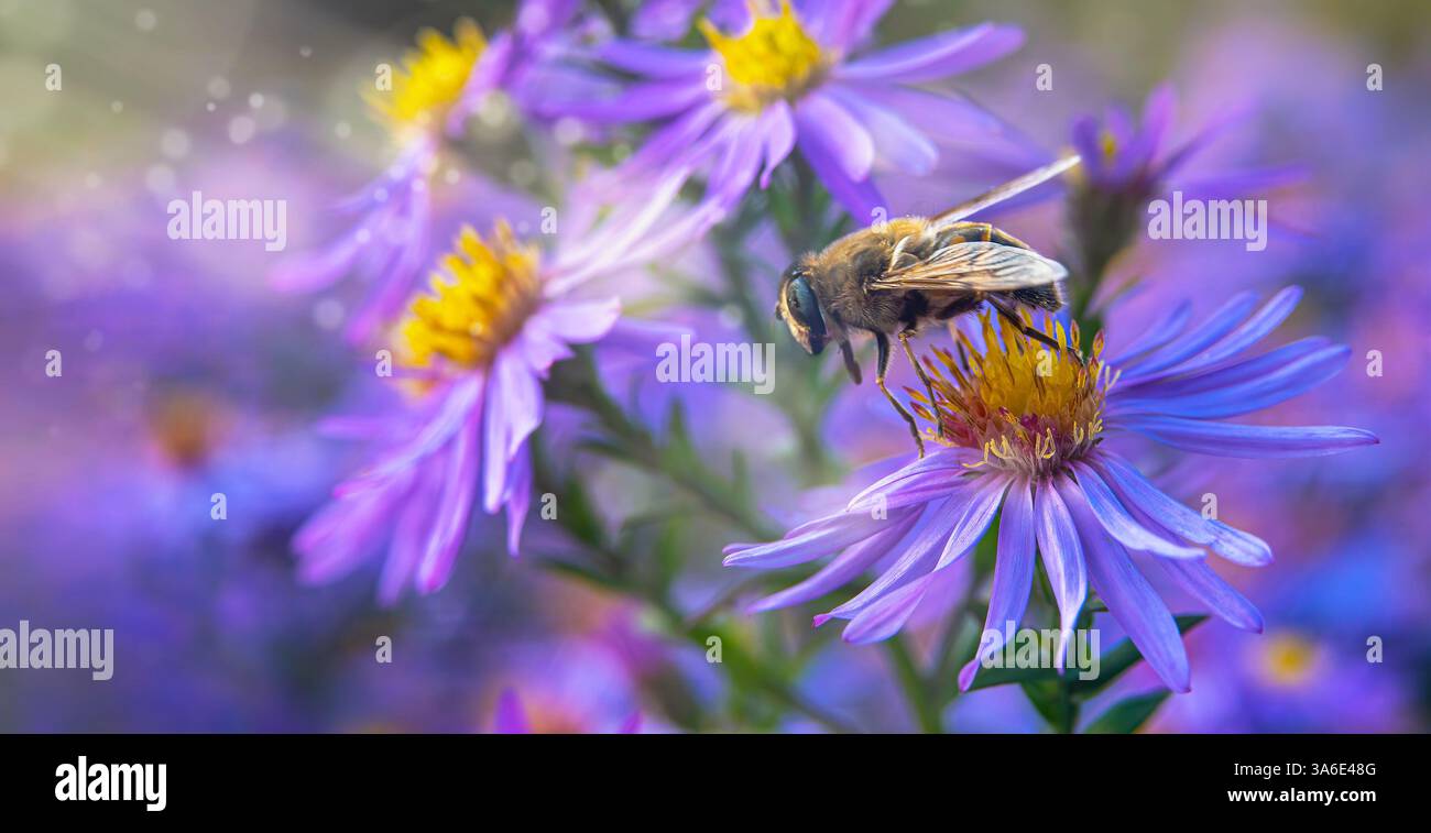 Un'ape, un insetto si siede su fiori viola-rosa. Sfondo per una bellissima cartolina. Immagine sfocata, messa a fuoco selettiva Foto Stock