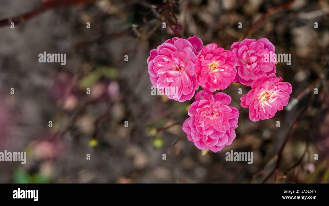 Fioritura primaverile di fiori rosa sui rami. Wide screen saver. Messa a fuoco selettiva e morbida Foto Stock