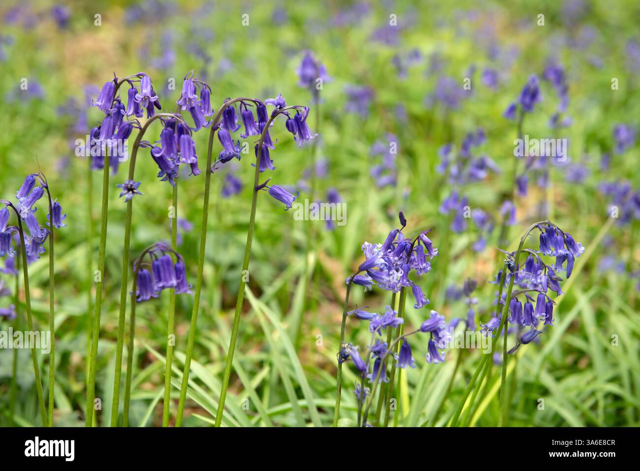 Tappeto di campanelli che fioriscono nei boschi gallesi in primavera Foto Stock