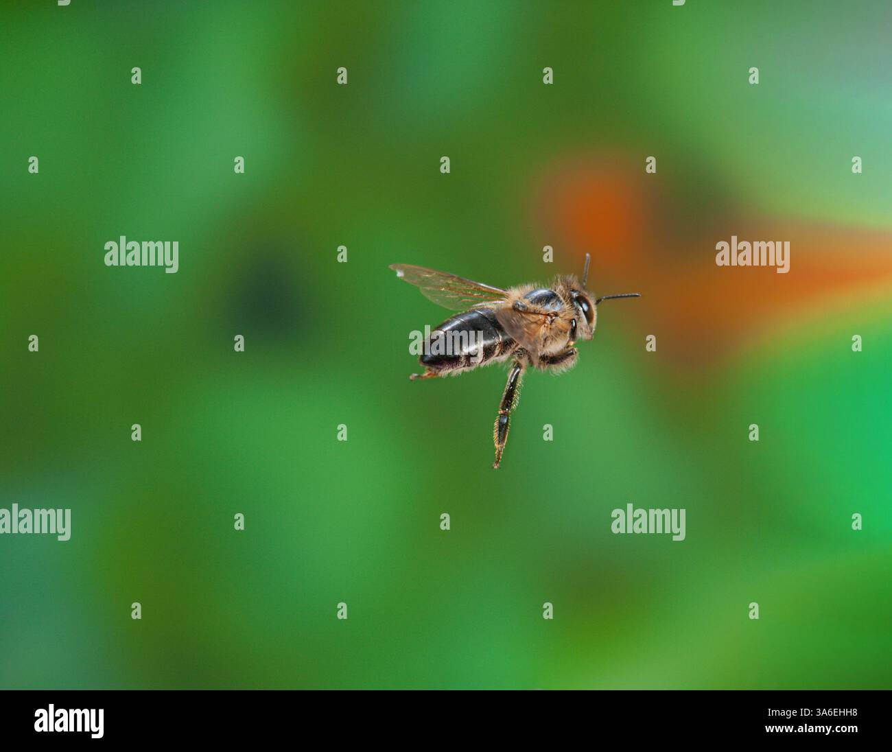 Api volanti, api volanti, api mellifere in avvicinamento Foto Stock