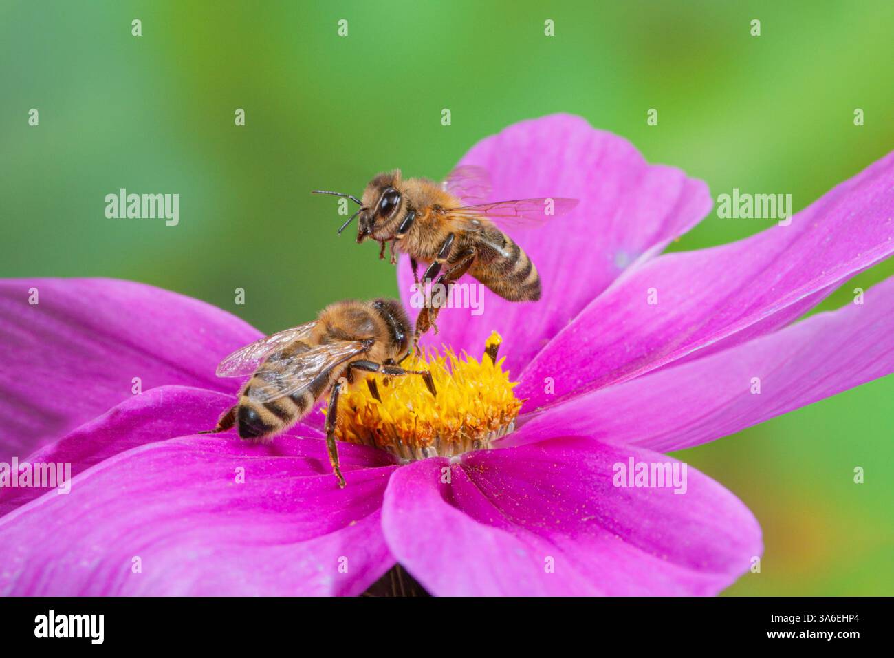 Volo di api da miele sopra un fiore, ape da miele sorvolata sopra un fiore Foto Stock