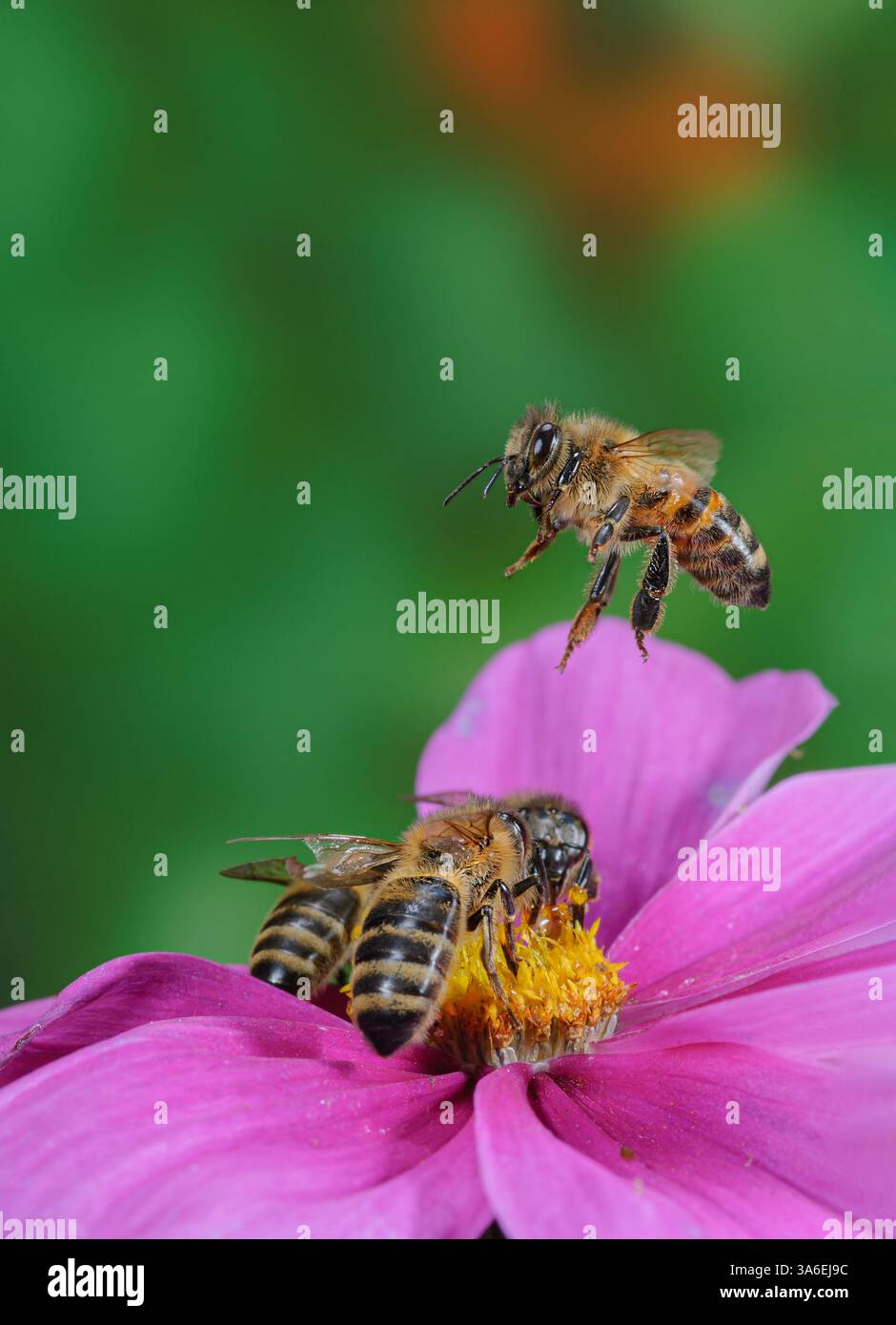 Volo di api da miele sopra un fiore, ape da miele sorvolata sopra un fiore Foto Stock