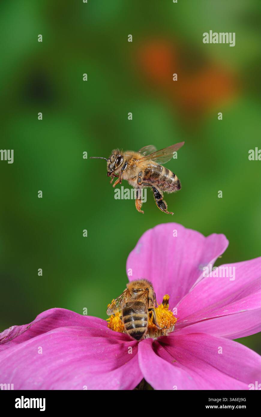 Le api mellifere volano sui fiori, le api volano sui fiori rosa di cosmea, le api mellifere volano lontano da cosmea Foto Stock