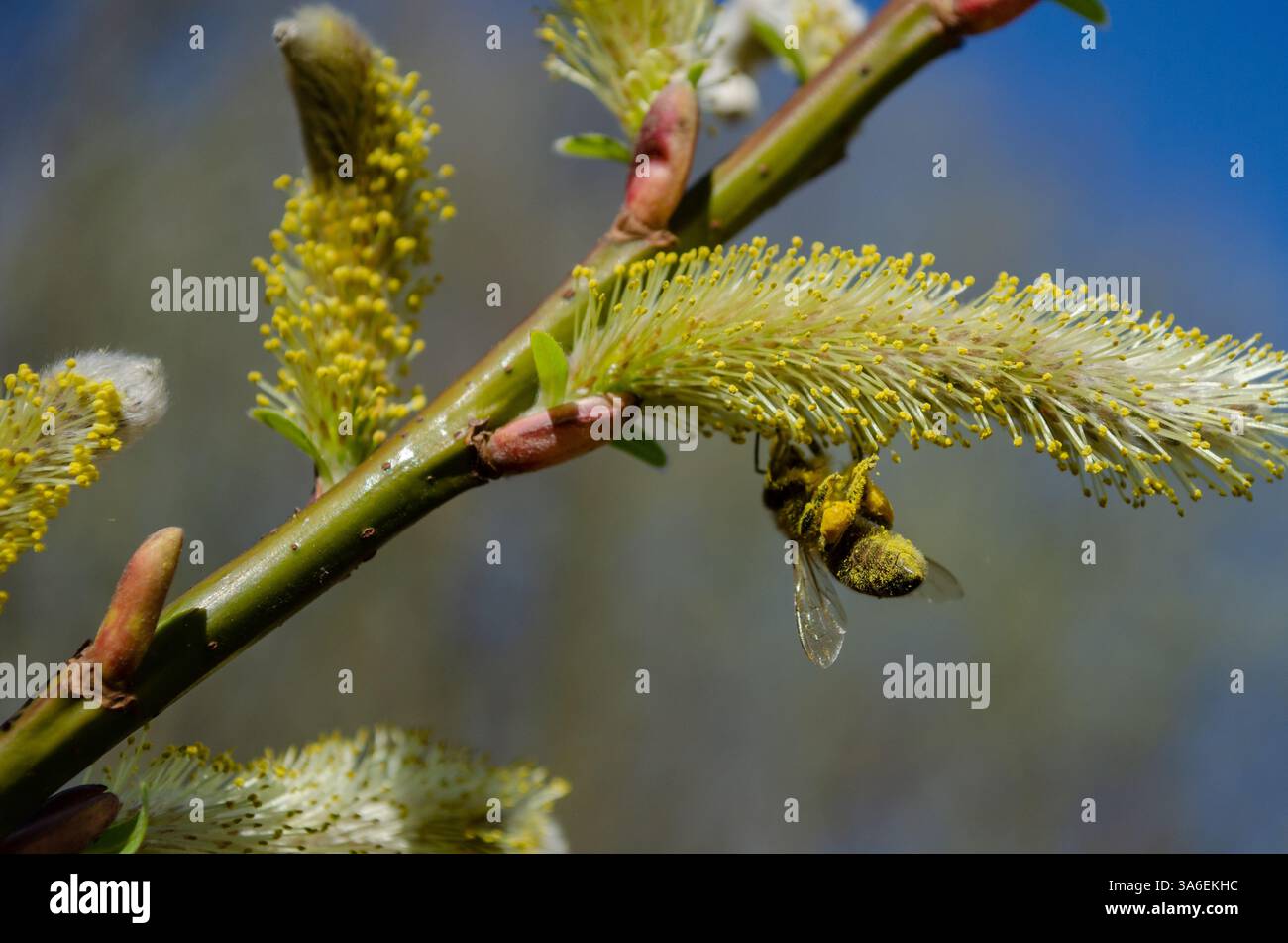Le api mellifere tolgono il polline dalle zampe posteriori, il polline dell'alveare mellifero Foto Stock