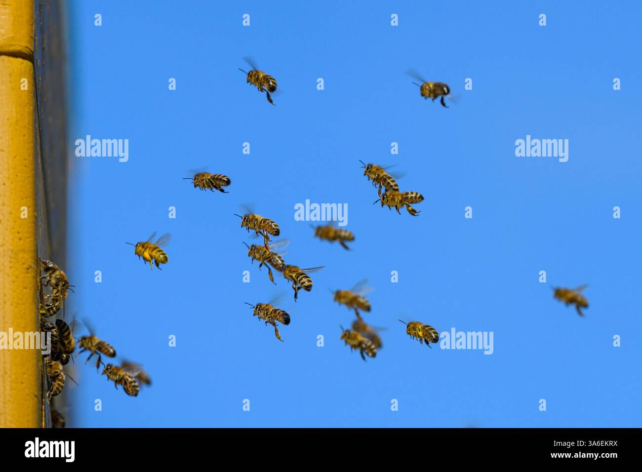 Api mellifere volanti davanti all'alveare, le api mellifere volano verso l'alveare Foto Stock