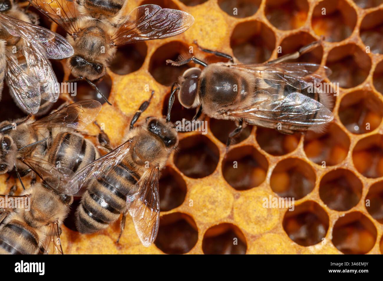 Api mellifere, api operatrici e drone sui favi Foto Stock