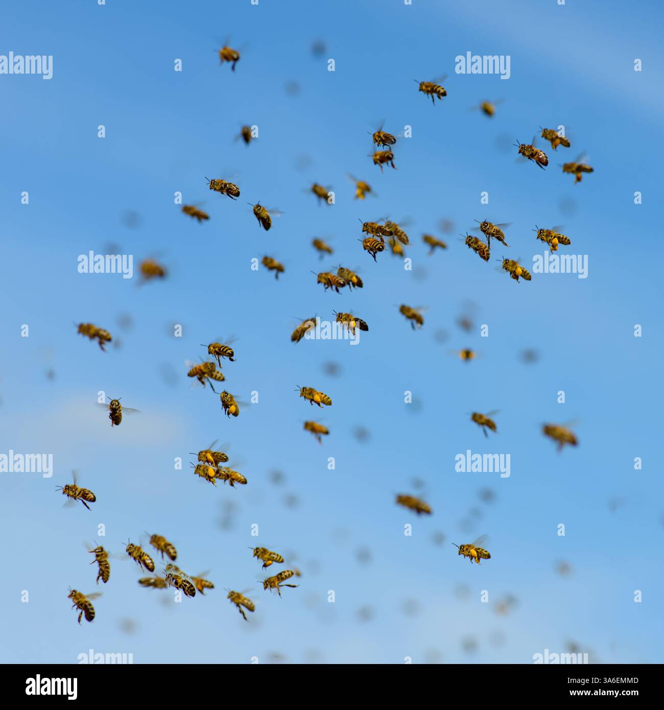 Le api mellifere volano verso l'alveare, facendo volare api mellifere davanti all'alveare Foto Stock
