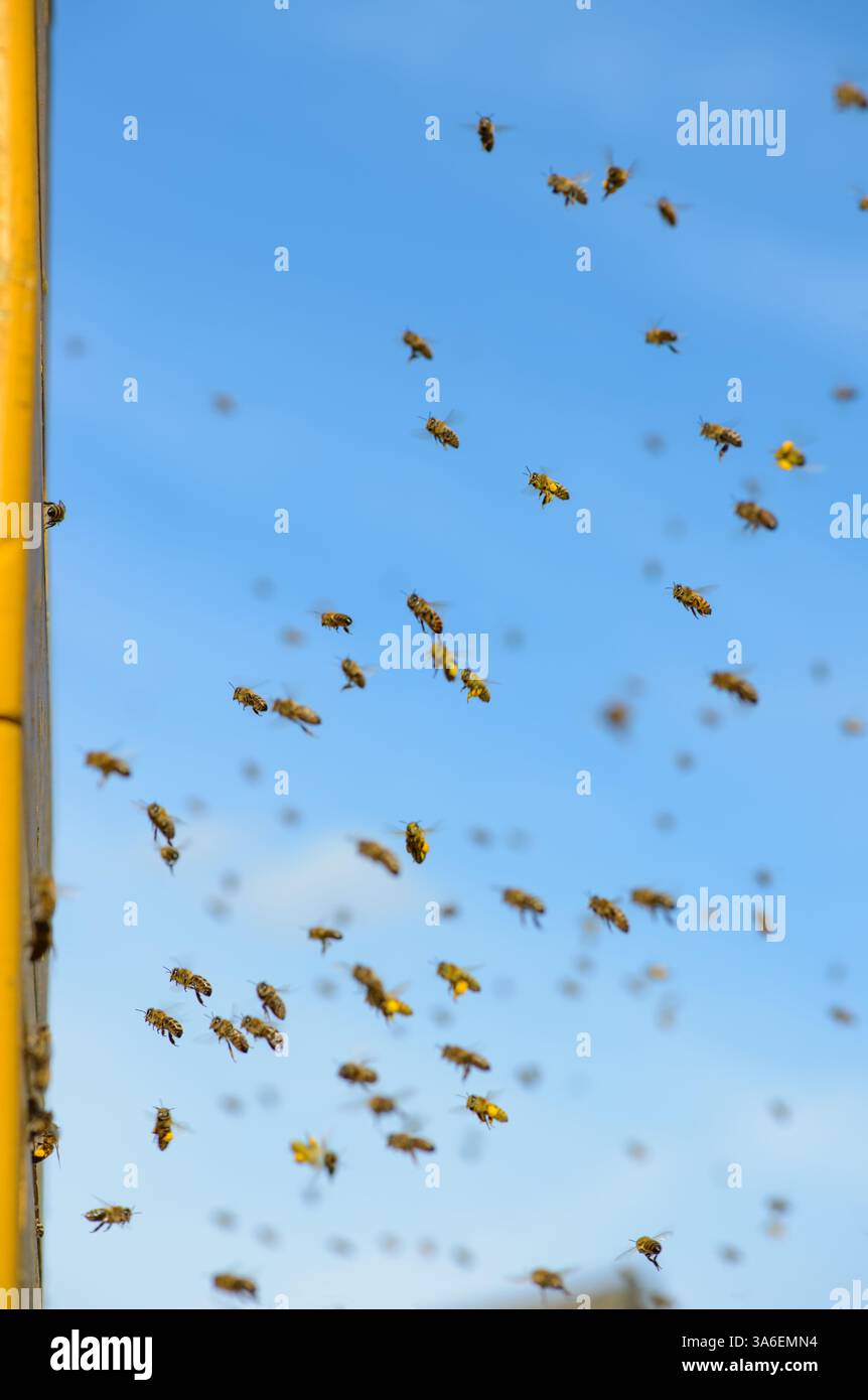 Le api mellifere volano verso l'alveare, facendo volare api mellifere davanti all'alveare Foto Stock