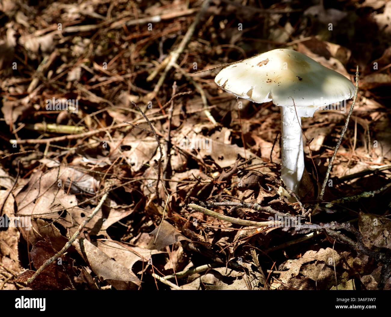 Distruggendo Angel (Amanita virosa, la specie europea, non si trova in N.A. A. sporigera è una varietà di funghi mortali che danneggia il fegato e il capretto Foto Stock