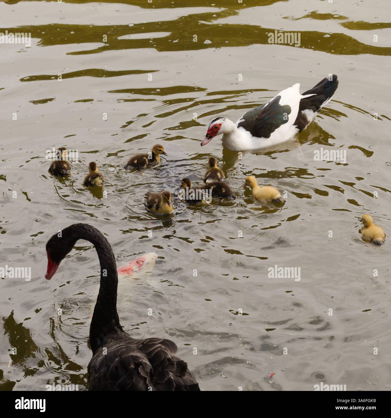 Anatra moscovita con anatre in un laghetto del parco con carpe koi Foto Stock