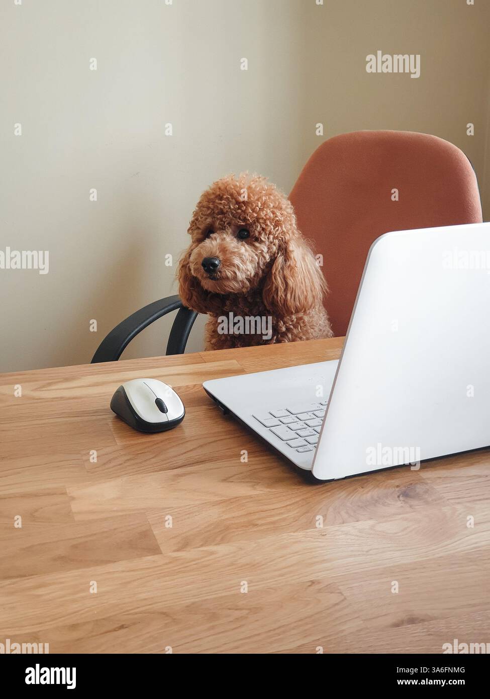 Poodle seduto sulla sedia da ufficio e lavorando su un portatile bianco. Su Internet, nessuno sa che sei un cane: Un cane dietro ha aperto un portatile sulla scrivania. Foto Stock