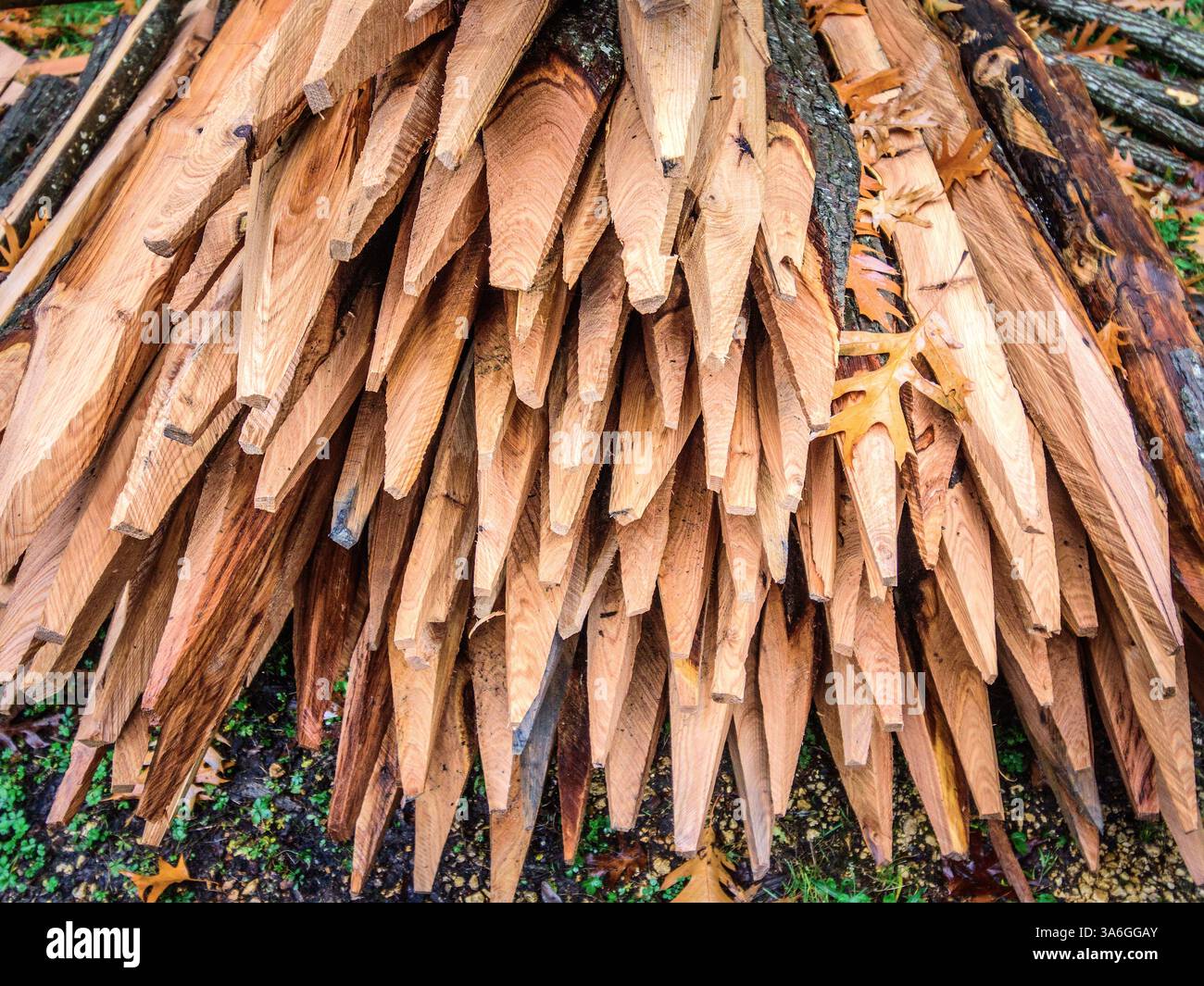 Fascio di picchetti di legno di cedro appuntito per il progetto di scherma - Foresta di Ribaloche, Indre-et-Loire (37), Francia. Foto Stock