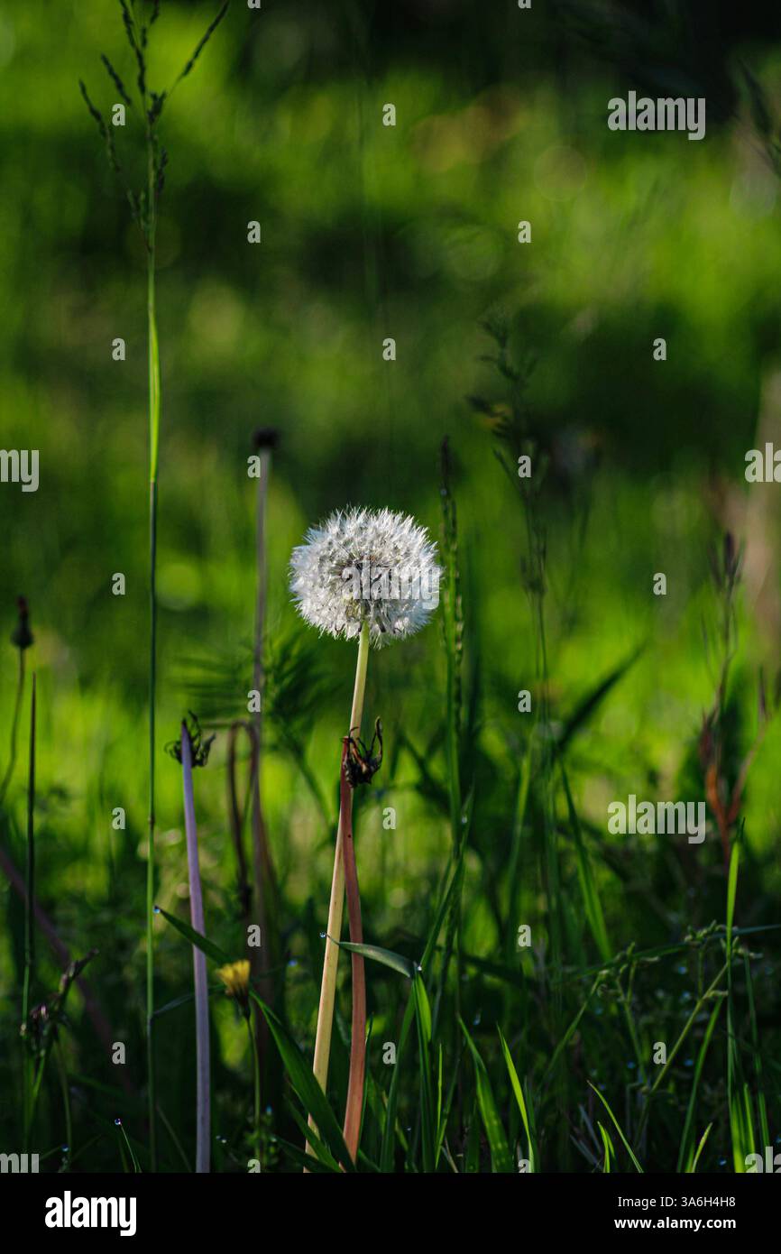 Stravagante Dandelion nel lussureggiante Green Meadow Foto Stock