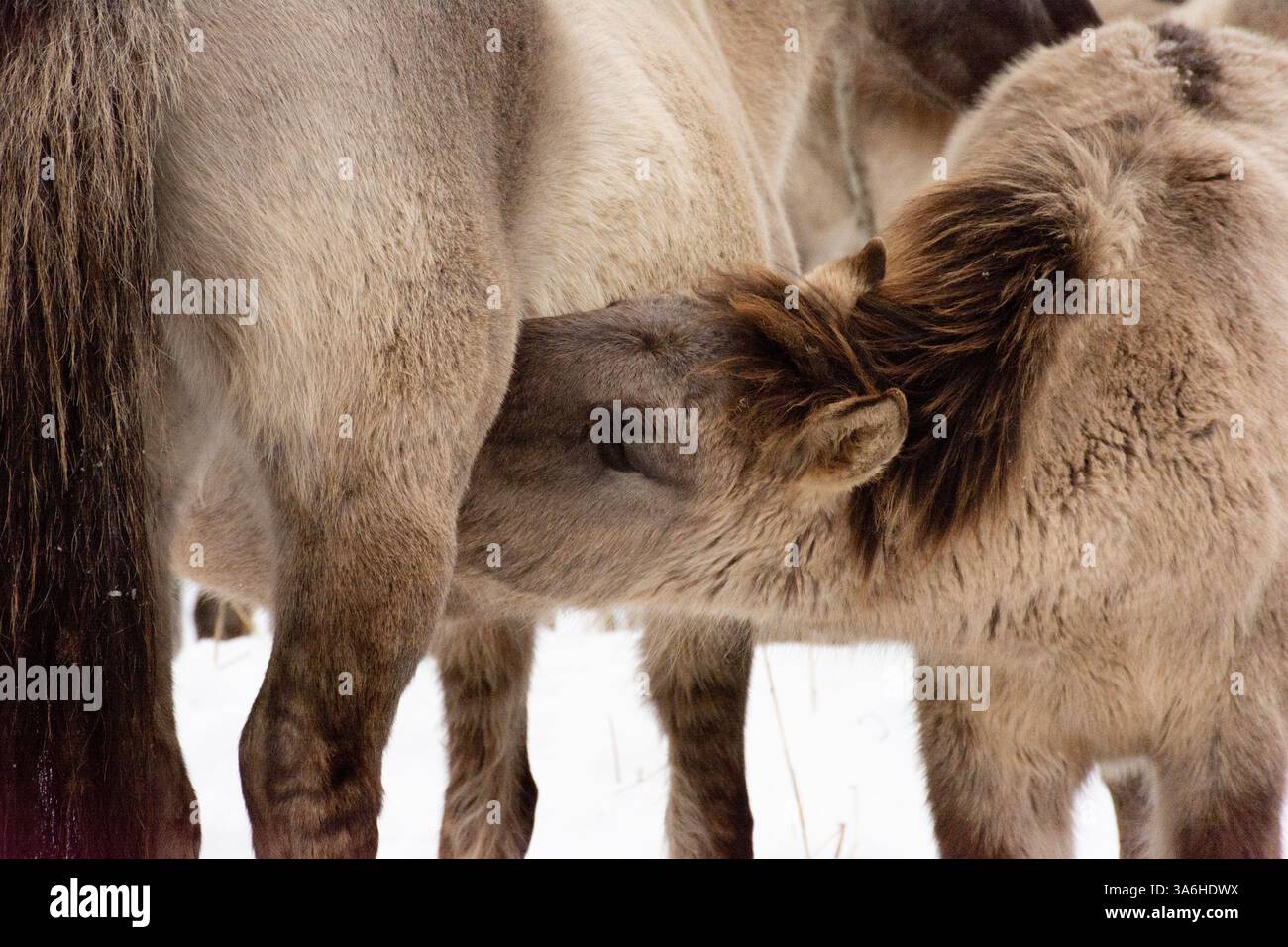 Il puledro beve il latte di sua madre Foto Stock