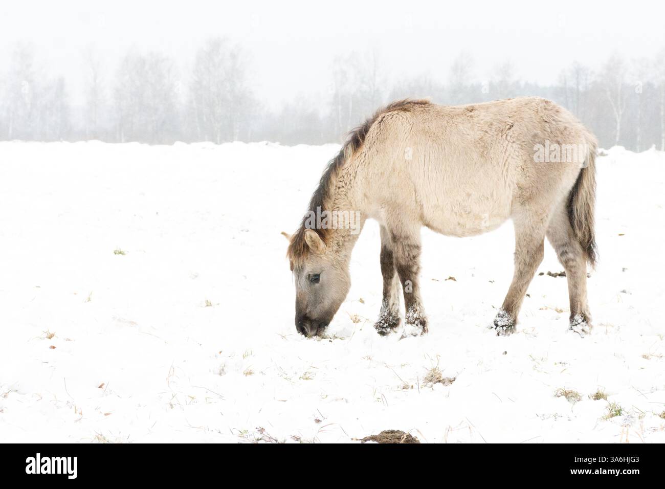 Wilde Horse sta cercando cibo nella neve Foto Stock