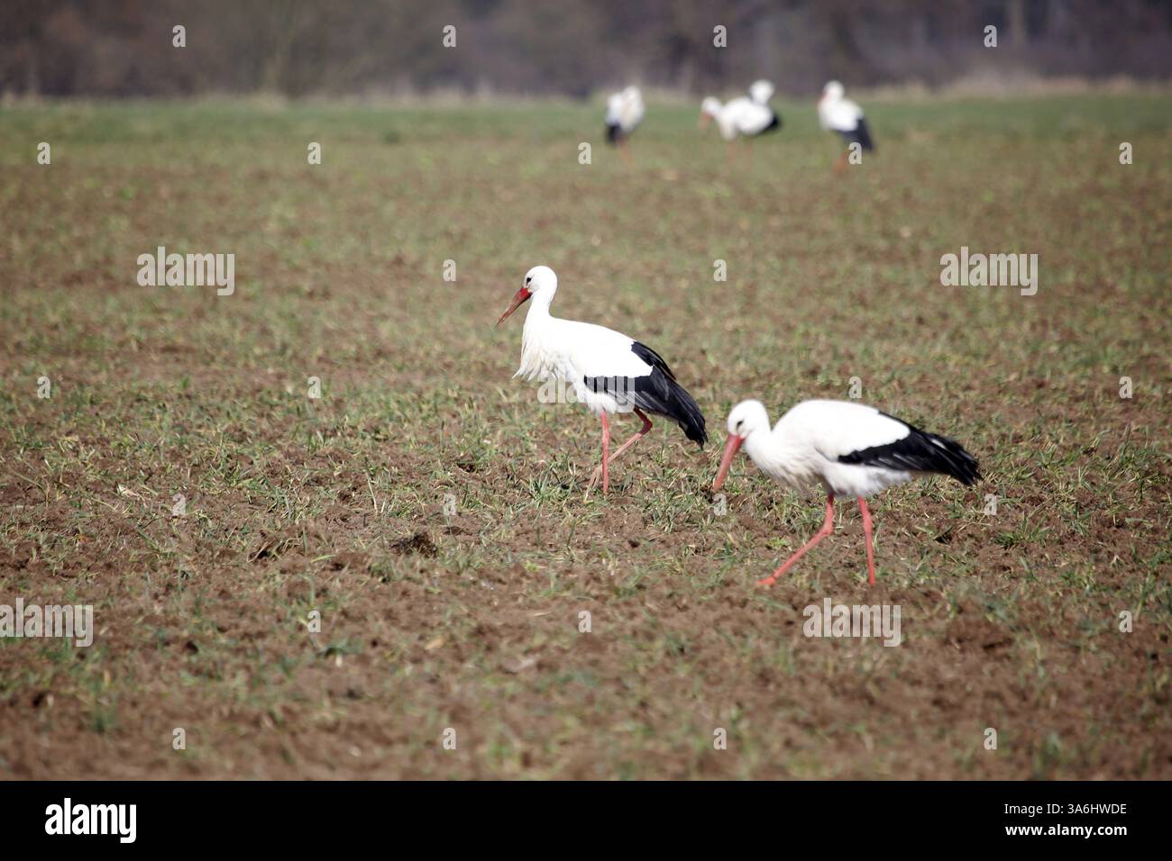 Diverse cicogne bianche (Ciconia alba) in cerca di cibo in un campo Foto Stock