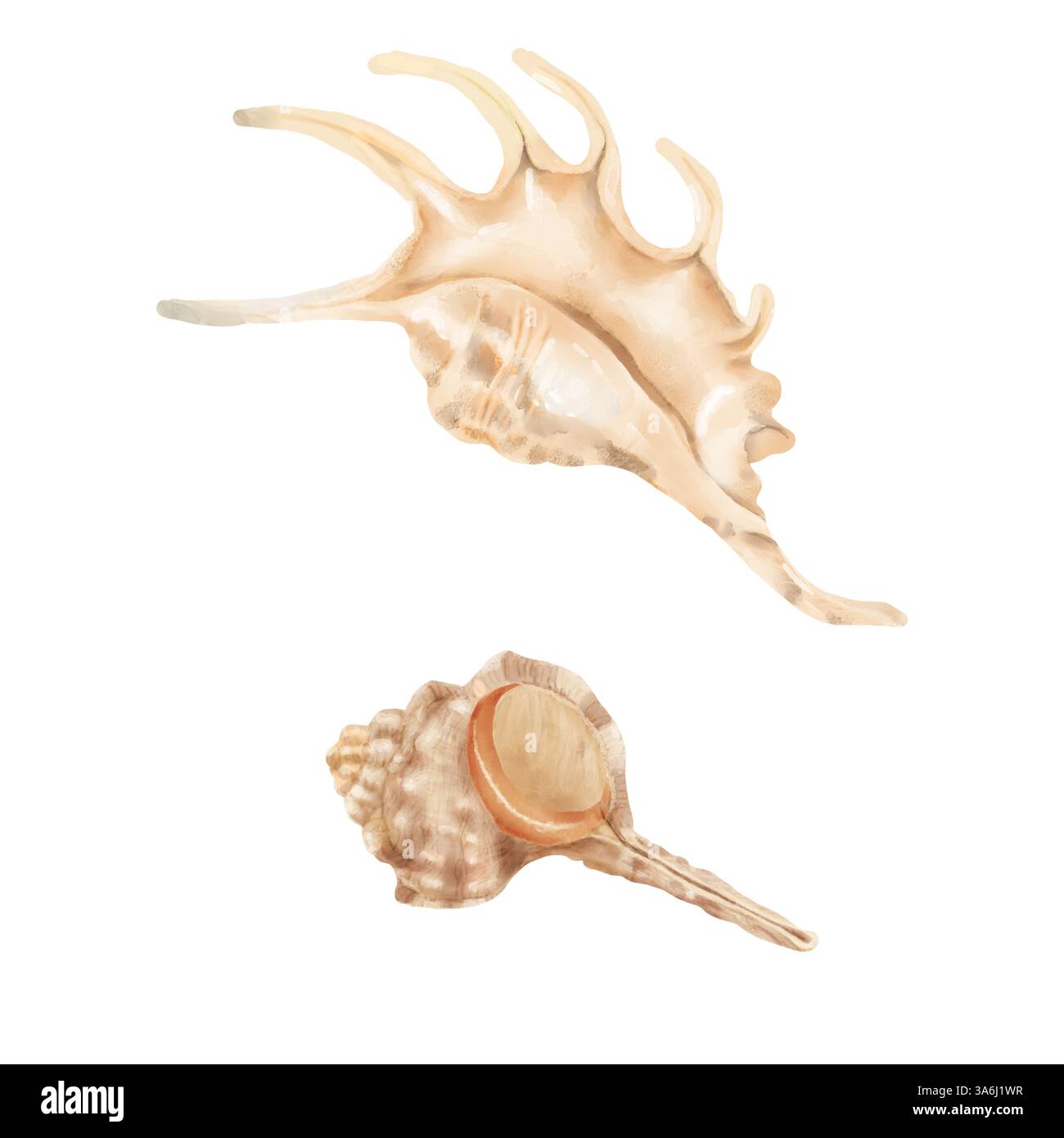 Conchiglia di vongole, lambis e murex. Illustrazione digitale ad acquerello. una serie di conchiglie, isolate su sfondo bianco. Per poster, cartoline, sfondi, Foto Stock