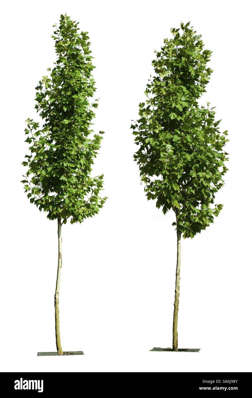 Verdi alberi isolati su bianco. Decorative albero verde Foto Stock