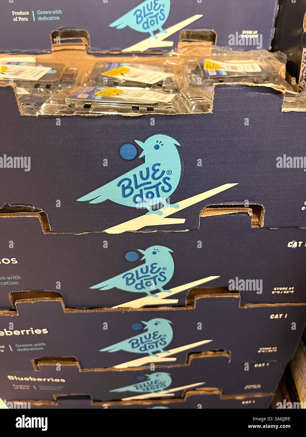 Blue dots, mirtilli, prodotto del Perù, prodotti del Sud America, magazzino, stoccaggio, agricoltura, approvvigionamento alimentare, logistica, distribuzione, catena di approvvigionamento Foto Stock