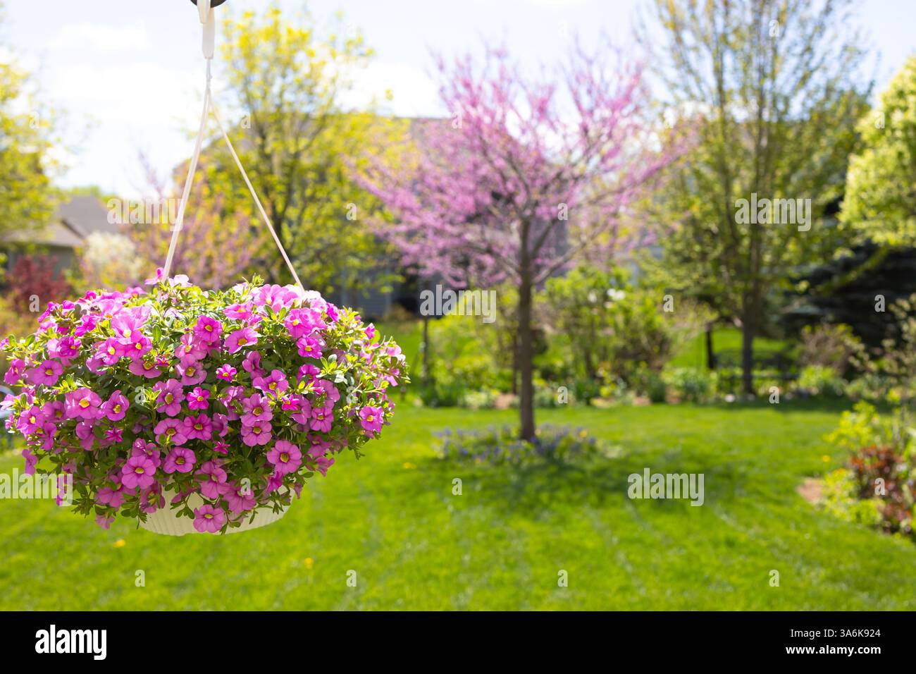 Niente grida più di un cesto appeso di milioni di campane, pieno di minuscola fucsia, calibrachoa rosa e petunie vivaci Foto Stock