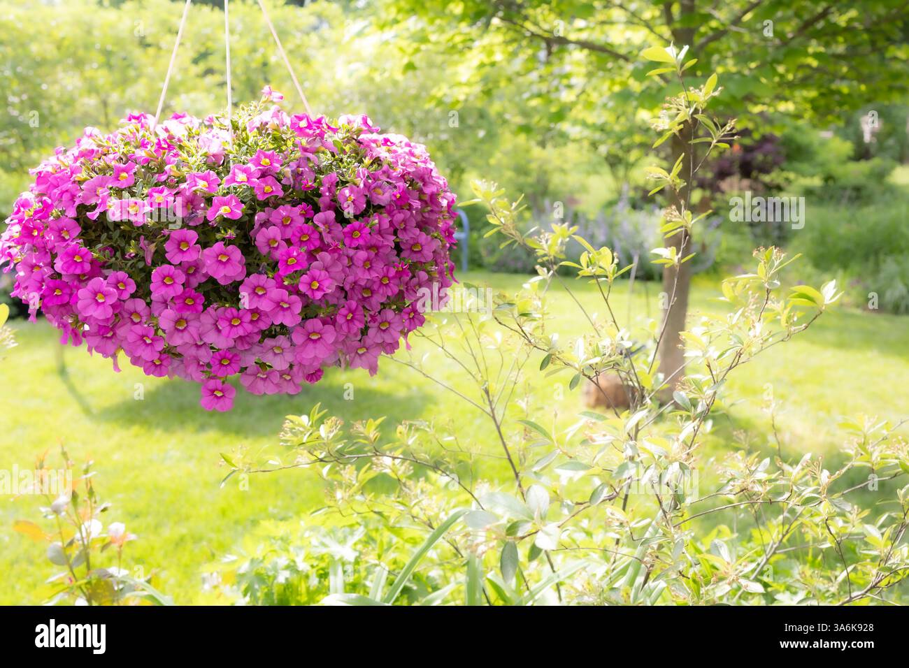 Niente grida più di un cesto appeso di milioni di campane, pieno di minuscola fucsia, calibrachoa rosa e petunie vivaci Foto Stock