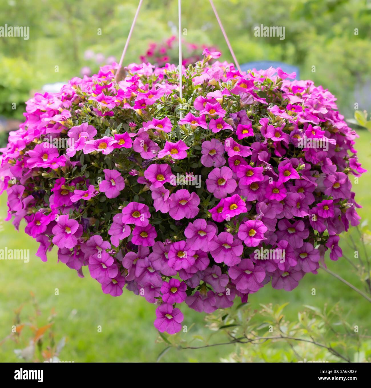Niente grida più di un cesto appeso di milioni di campane, pieno di minuscola fucsia, calibrachoa rosa e petunie vivaci Foto Stock
