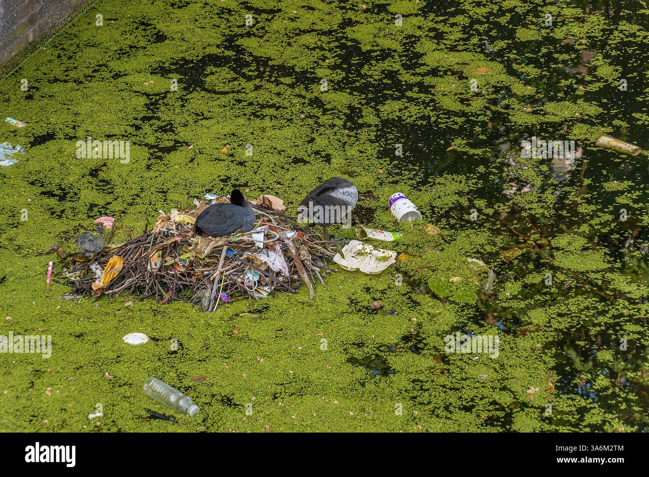 Allevamento di ciottoli sul nido costruito con ramoscelli e spazzatura in uno stagno urbano Foto Stock