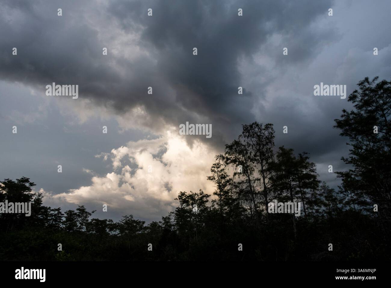 Una tempesta estiva al tramonto diventa nuvolosa di colore scuro, Everglades National Park, Florida, Stati Uniti Foto Stock
