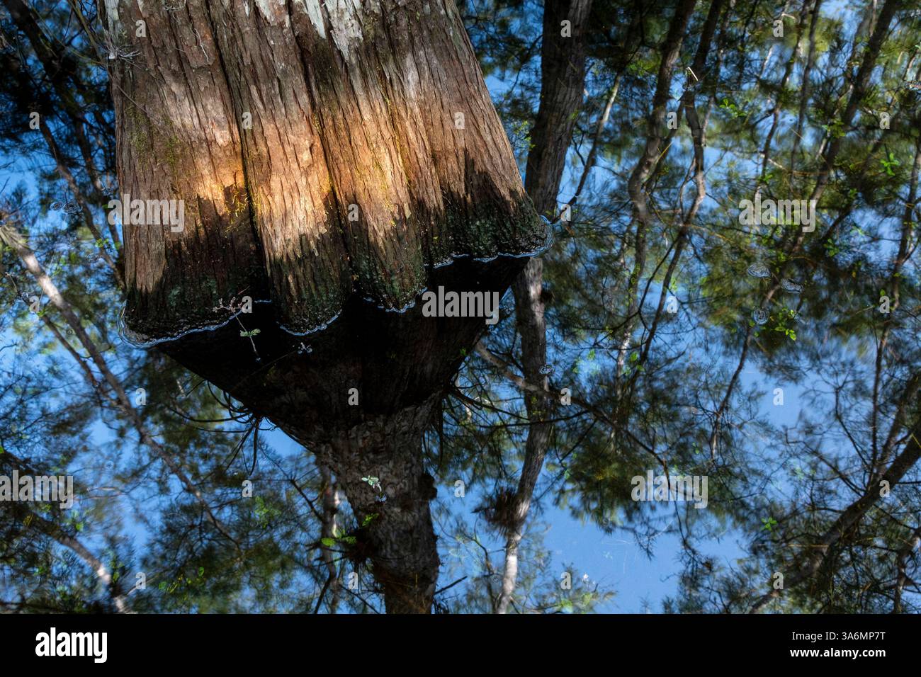 Cardinal Airplants, un epifito che usa alberi per sostenerlo, prosperano nella foresta di cipressi allagata durante la stagione delle piogge, Big Cypress National Preserve, Miami, Foto Stock
