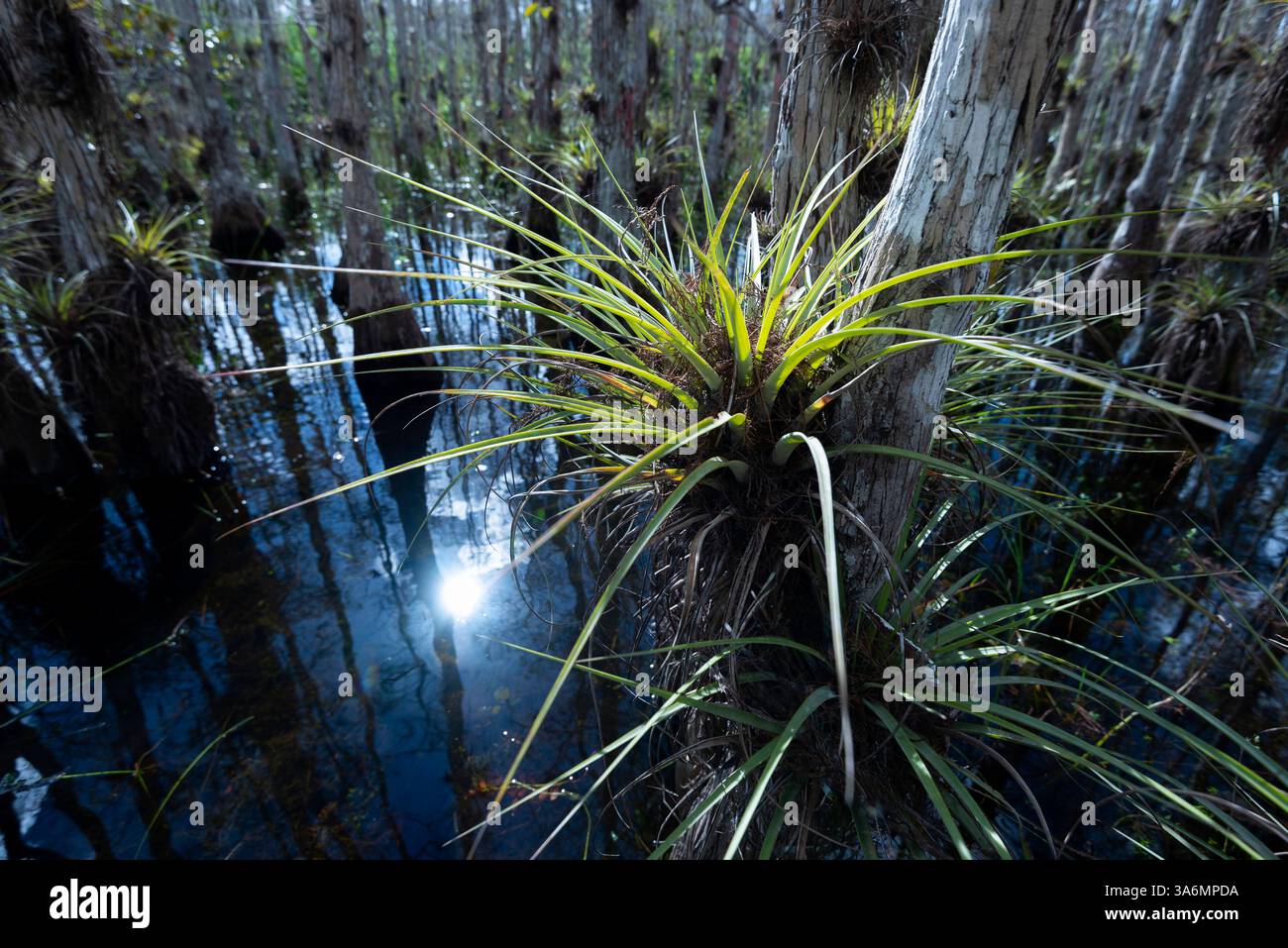 Cardinal Airplants, un epifito che usa alberi per sostenerlo, prosperano nella foresta di cipressi allagata durante la stagione delle piogge, Big Cypress National Preserve, Miami, Foto Stock