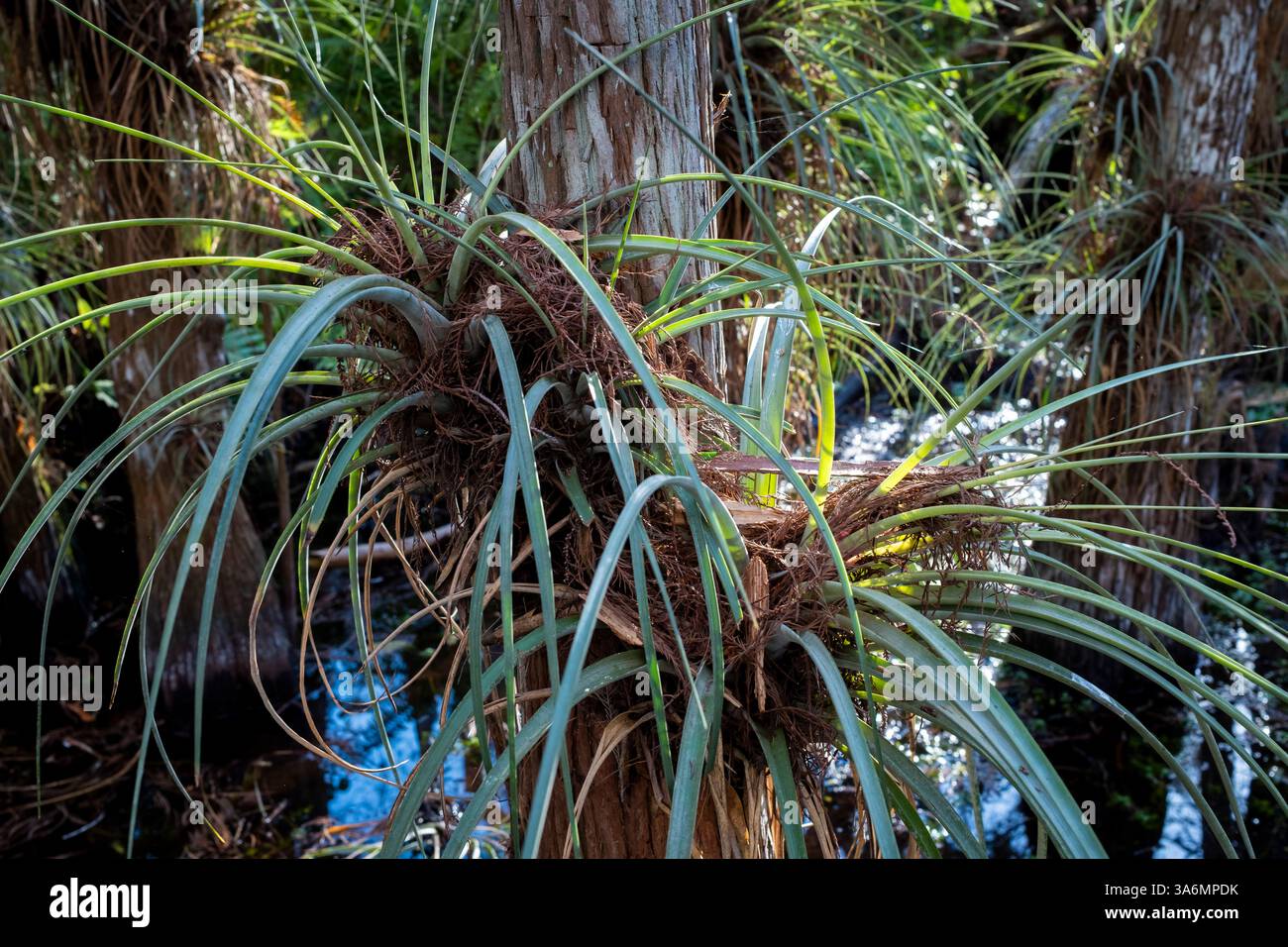 Le piante aeree Cardinal prosperano su cipressi calvi all'interno di un amaro, o isola di alberi, durante la stagione secca, nel Parco Nazionale delle Everglades, Miami, Florida Foto Stock