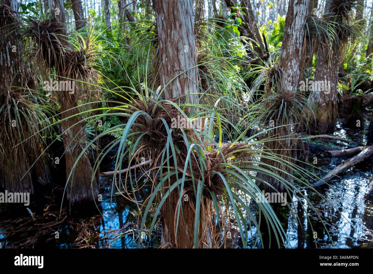 Le piante aeree Cardinal prosperano su cipressi calvi all'interno di un amaro, o isola di alberi, durante la stagione secca, nel Parco Nazionale delle Everglades, Miami, Florida Foto Stock