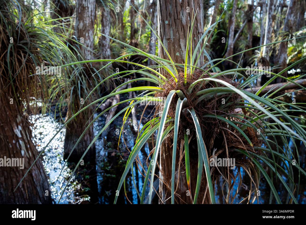 Le piante aeree Cardinal prosperano su cipressi calvi all'interno di un amaro, o isola di alberi, durante la stagione secca, nel Parco Nazionale delle Everglades, Miami, Florida Foto Stock