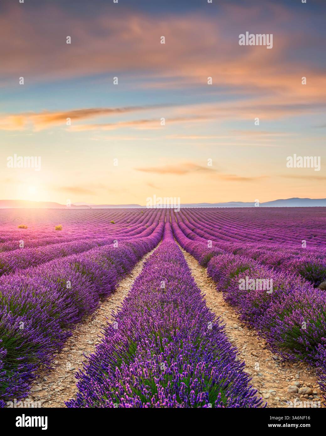 Campo di lavanda in fiore al tramonto sul Plateau de Valensole. Regione della Provenza, Francia Foto Stock