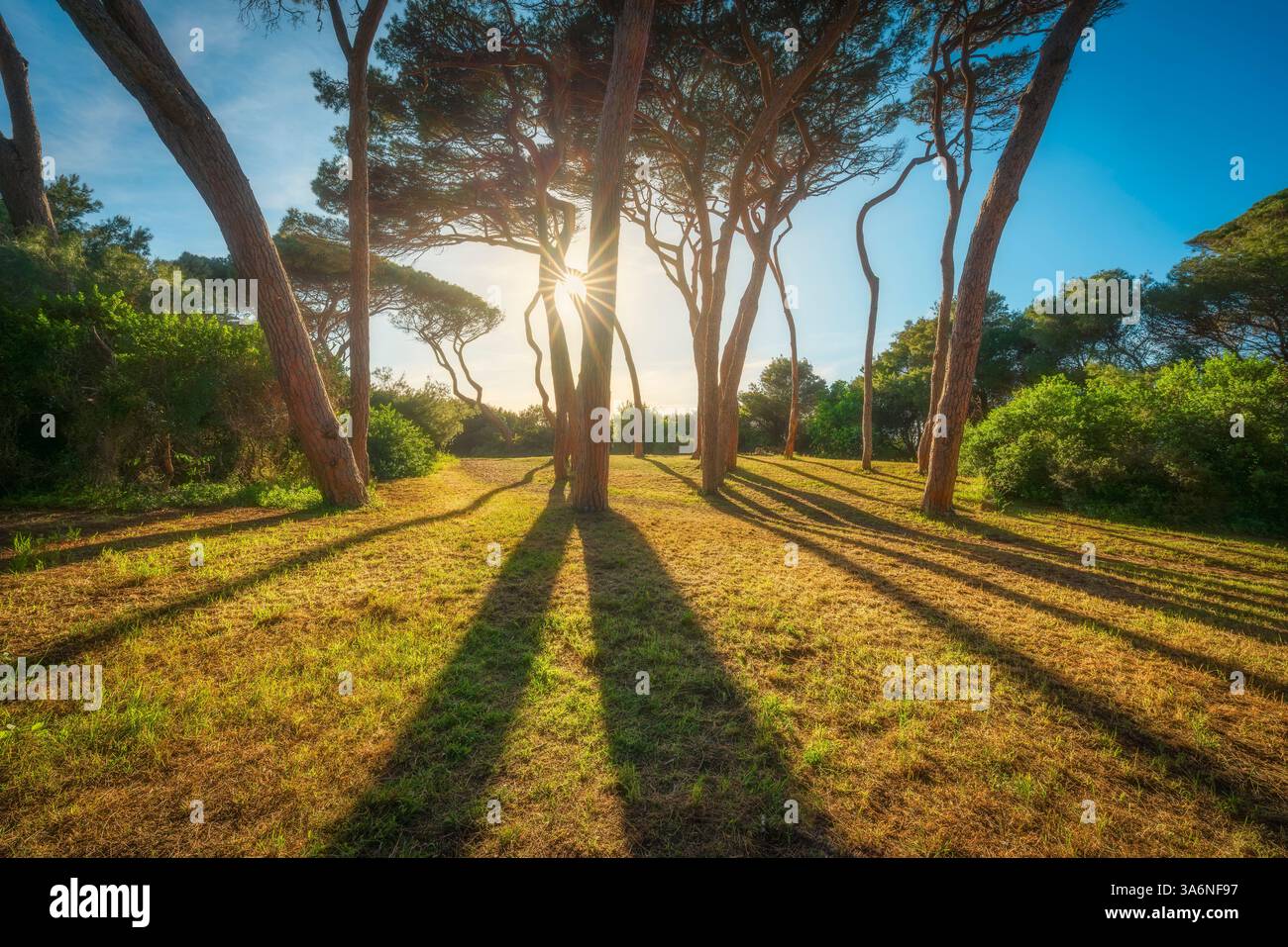 Pini al tramonto in Maremma. Spiaggia Baratti, Piombino, Toscana, Italia Foto Stock